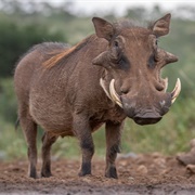 Warthog
