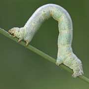 Inchworm