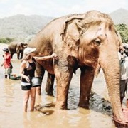 Volunteer at a Elephant Rescue in Thailand