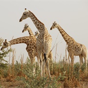 Kouré Giraffe Reserve, Niger