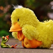 Frog and Duck
