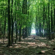 Dance Naked in the Woods