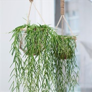 Hoya Linearis
