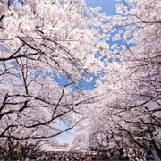 Ueno Park, Tokyo