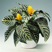 Zebra Plant