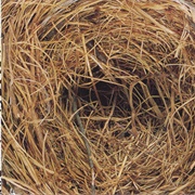 Handshake Drugs - Wilco