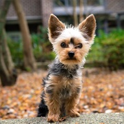 Yorkie