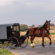 Horse and Buggy
