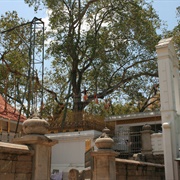 Jaya Sri Maha Bodhi, Sri Lanka