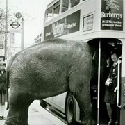 Elephant Boards the Bus