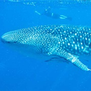 Snorkel With Whale Sharks in the Sea of Cortez