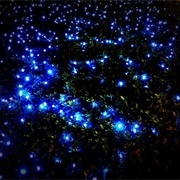 Blue Ghost Fireflies Hendersonville, North Carolina