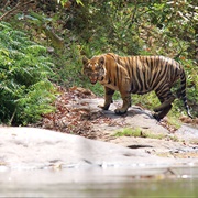 Parambikulam Tiger Reserve