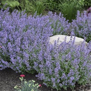 Catmint