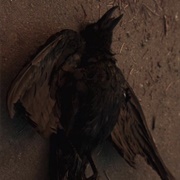 The Crow