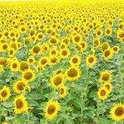 Sunflower Field, Arles, France
