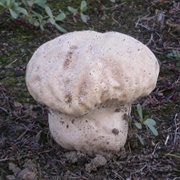 Eternal Fungus