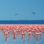Lake Nakuru, Kenya
