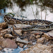 Snake Hunting in Everglades
