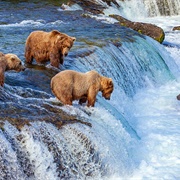 Watch Bears Catch Salmon in Alaska