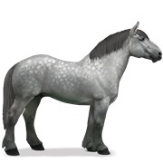 Percheron