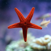 Starfish