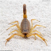 Deathstalker Scorpion