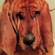 Goodbye Bread - Ty Segall - 2011