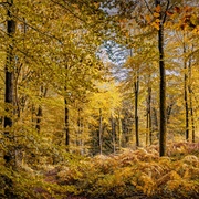Hembury Wood, Devon, England