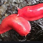 Giant Pink Slug