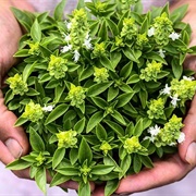 Greek Dwarf Basil