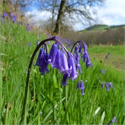 In and Out Those Dusty Bluebells