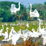 Kumarakom Bird Sanctuary