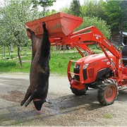 Came Home on the Bus to a Slaughtered Pig