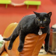 Tiny Lions Lounge & Adoption Center (Ann Arbor, MI)