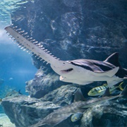 Sealife Bankbok Ocean World