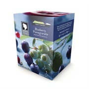 Lindsay's Teas Blueberry Pomegranate Green Tea
