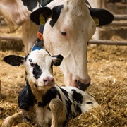 Watch an Animal Giving Bith