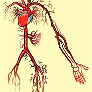 William Harvey Publishes Discovery of the Circulatory System 1628