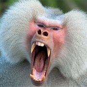 Baboon