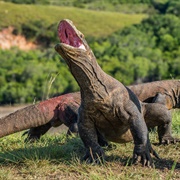 See the Komodo Dragons in the Wild
