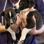 Humane Society of Huron Valley (Ann Arbor, MI)