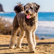 Aussiedoodle