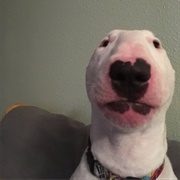 Nelson the Bull Terrier / Walter