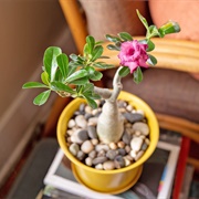 Desert Rose