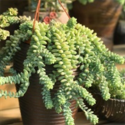 Donkey Tail Plant