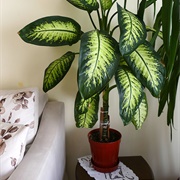 Dieffenbachia