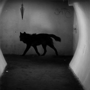 Black Shuck