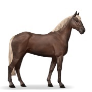 Flaxen Liver Chestnut