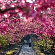 View the Sakura at Nakijin Castle, Okinawa